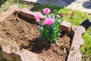 Дан планете Земље